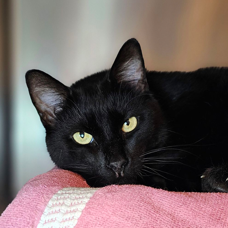 Brandy Weinand, Humane Society of the Treasure Coast,  Palm City, Florida, FeLV+ cats, Feline Leukemia Virus, FIV, Feline Immunodeficiency Virus, 500 days in shelter, black cat