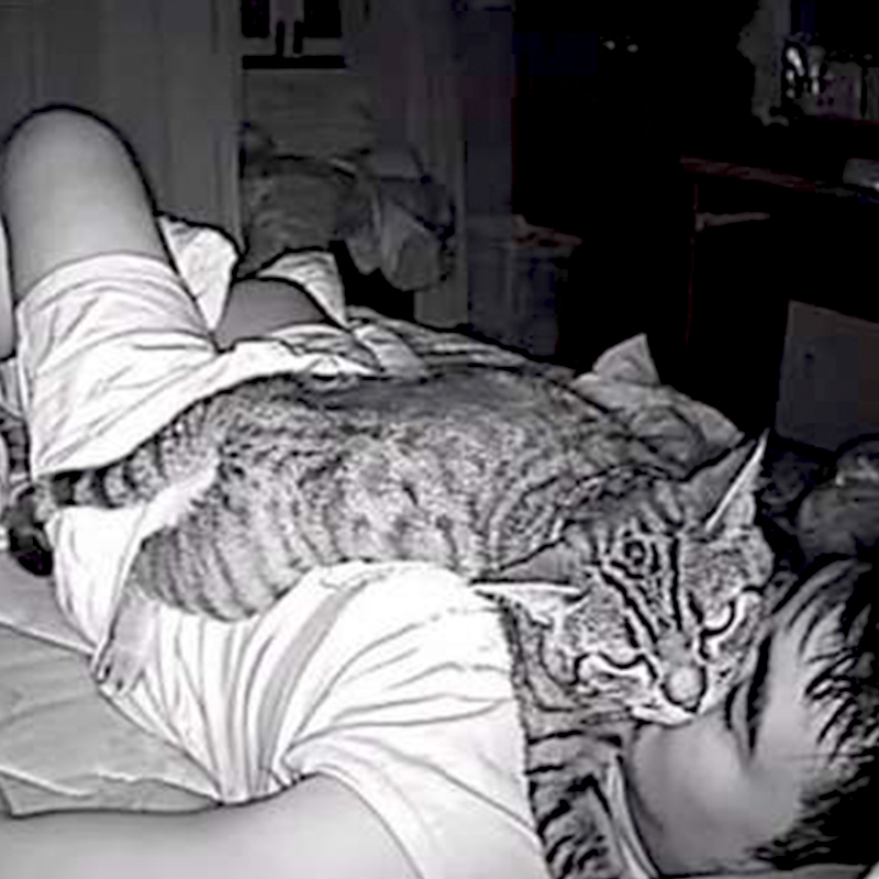 Lomphonten Lomphontan, Bangkok Thailand, Cat named Achi smothered dad's face at night while he slept, cam reveals cat on dad's face, Drew Barrymore, Cat's Eye, Stephen King, 3