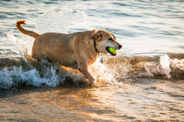 Dog Friendly Long Beach