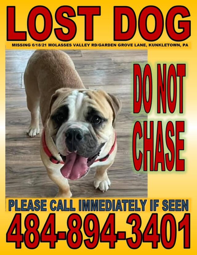 Lost Bulldog Puppy