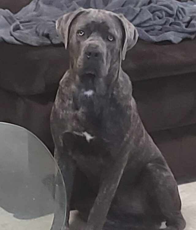 Lost Cane Corso