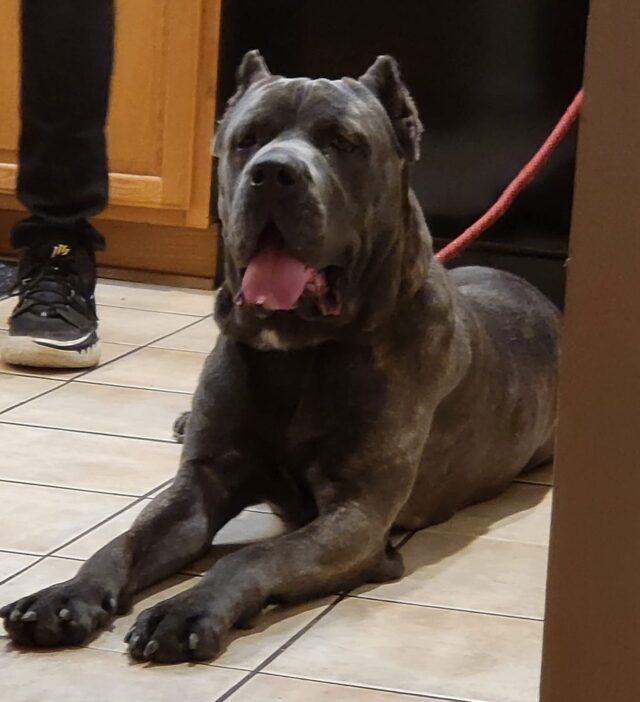 Lost Cane Corso Reunited