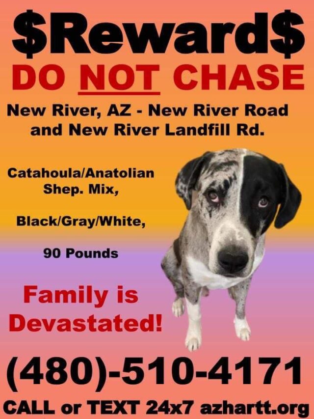 Lost Catahoula puppy