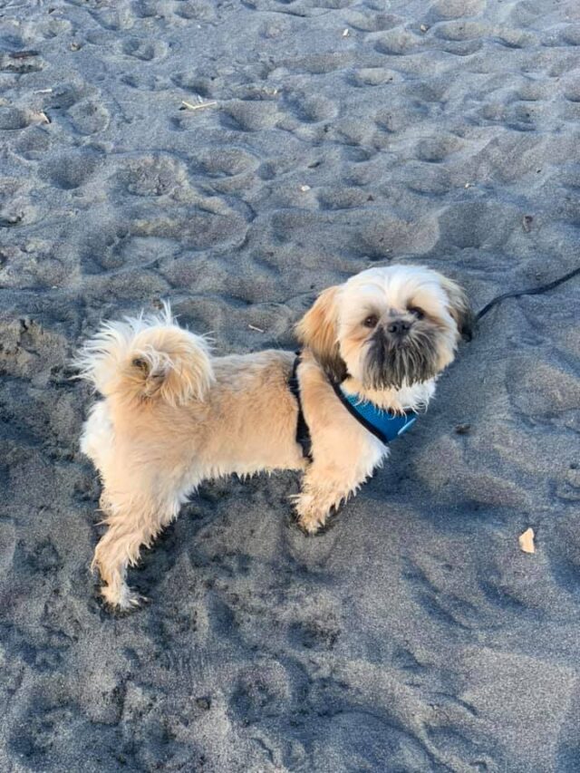 Lost Shih Tzu puppy