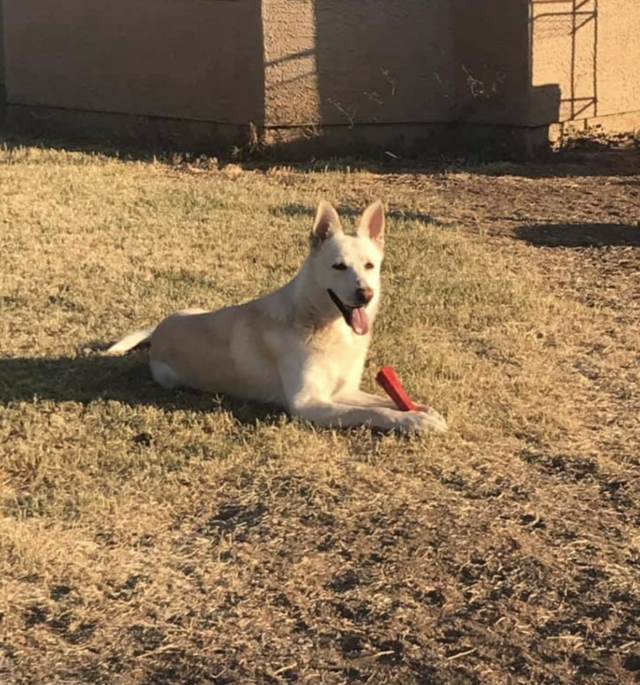 Ludo playing outside