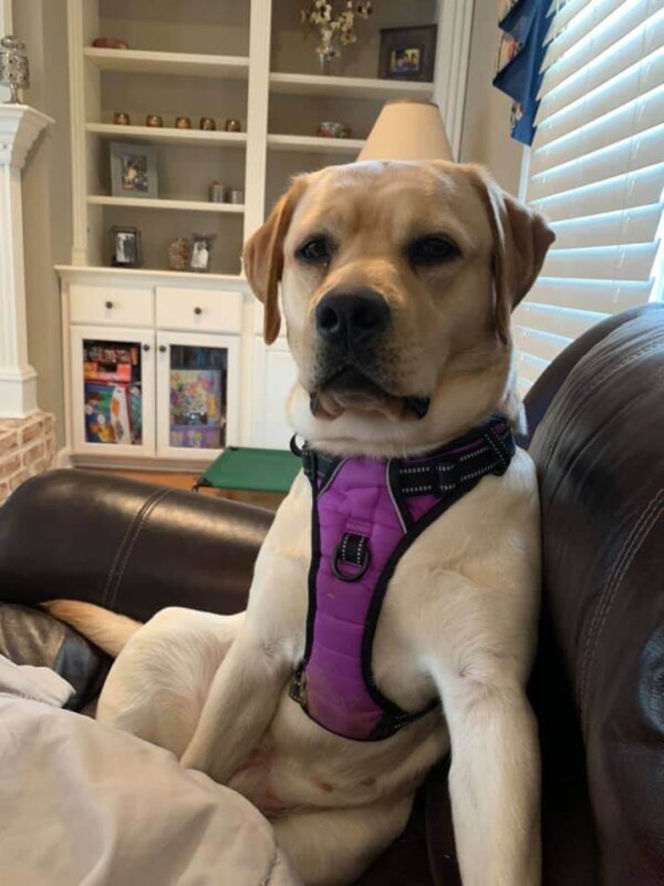 Labrador Retriever Wearing Harness