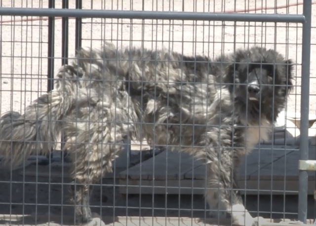 Malnourished dog at breeding facility