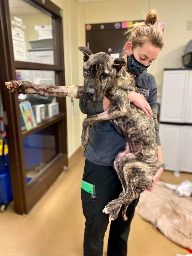 Malnourished Rescue Dog