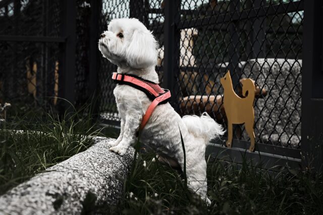 Maltese by fence