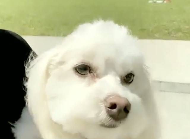 Maltipoo close-up