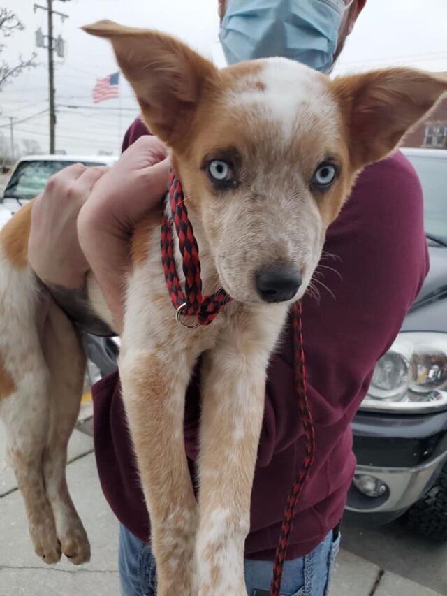 Man Holding Abused Puppy