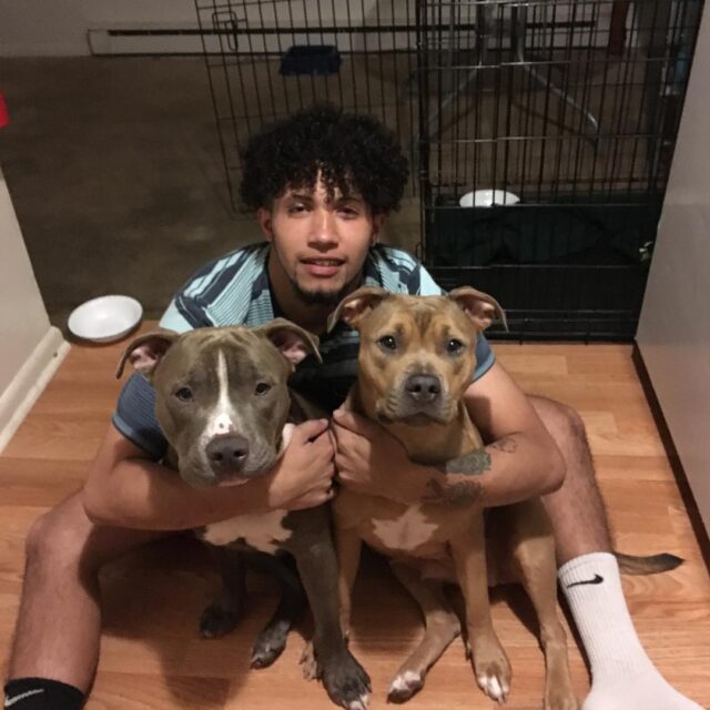 Man hugging Pit Bulls