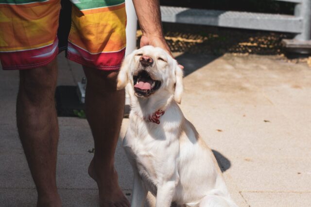 Man petting dog