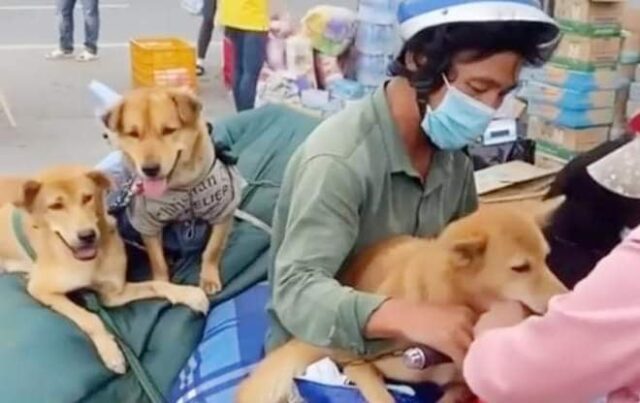 Man saving rescue dogs