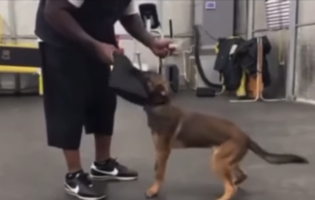 Man training dog