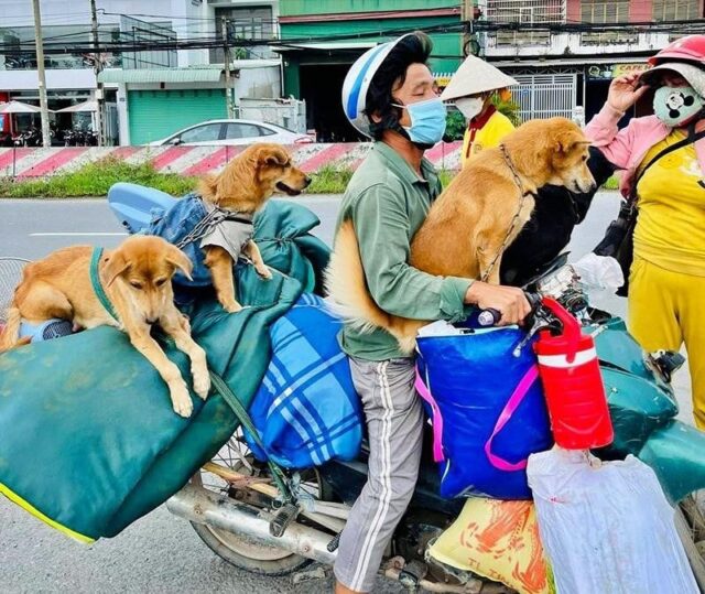 Man traveling with rescue dogs