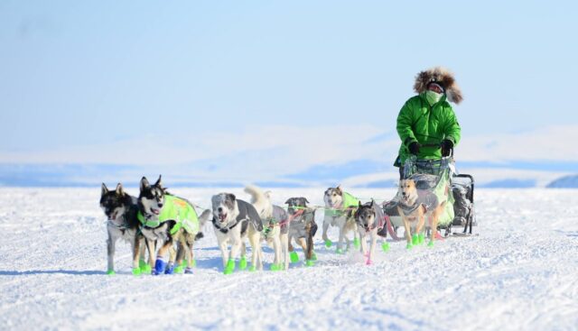 Man with sled dog team