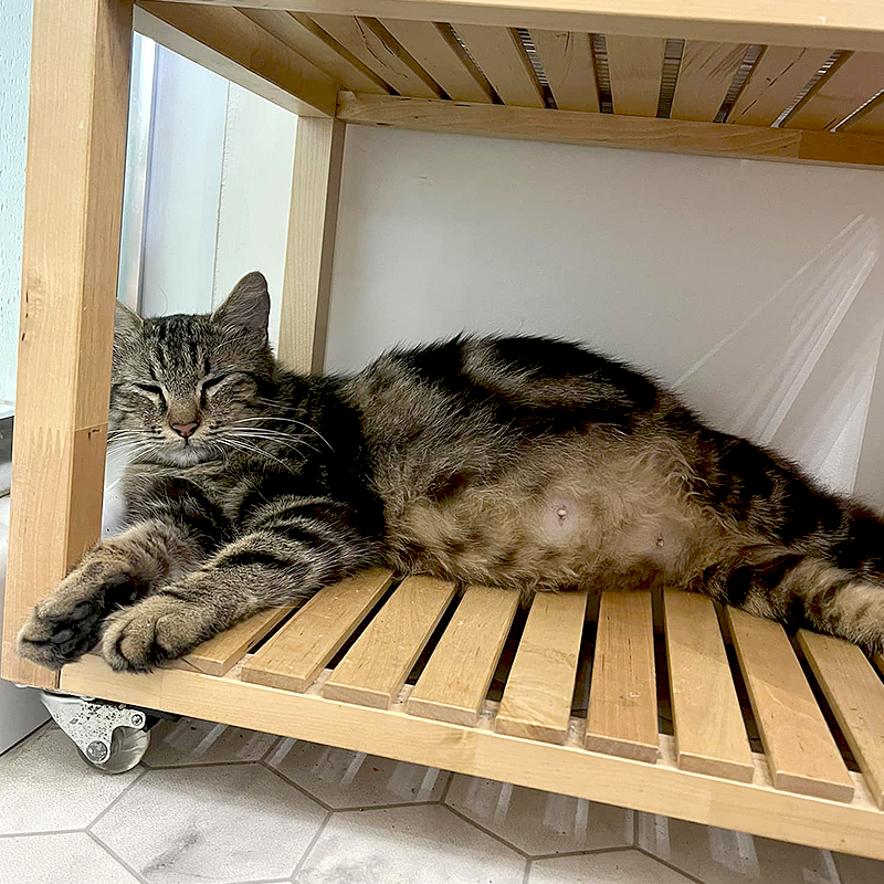 Bjärred, Sweden, Manda Malina, Honey, pregnant cat, pop star, mama cat ready to pop, large cat litter, 12 kittens, world record, tabby cats, fostering kittens, Elena Heuzé, LGBTQ, 1