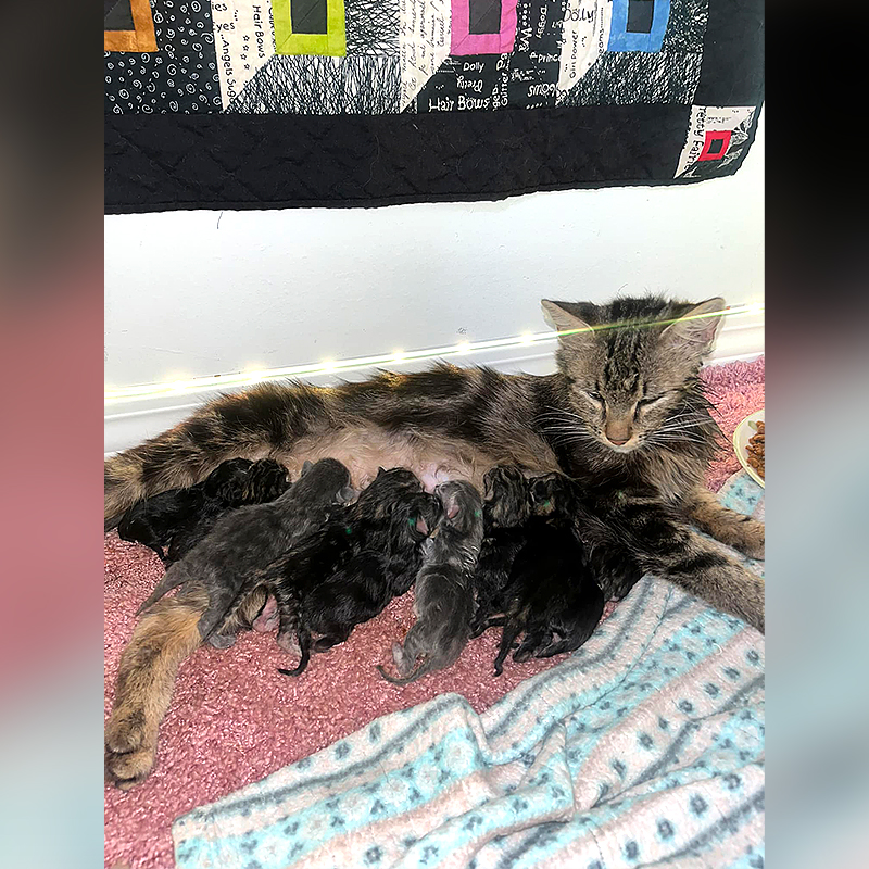 Bjärred, Sweden, Manda Malina, Honey, pregnant cat, pop star, mama cat ready to pop, large cat litter, 12 kittens, world record, tabby cats, fostering kittens, Elena Heuzé, LGBTQ, 2