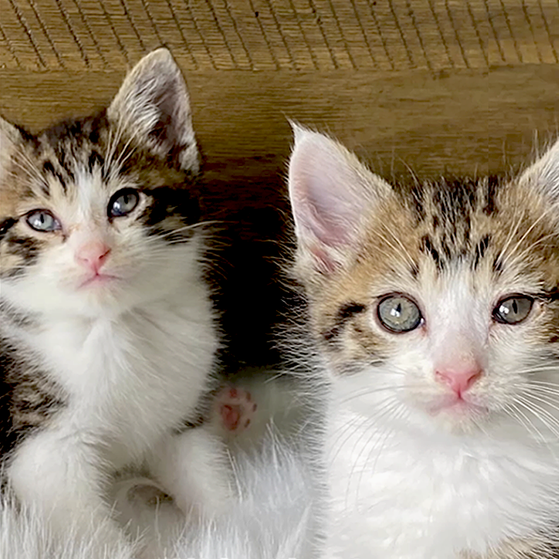 Dallas Pets Alive, Texas, Kittens named Mario and Luigi, fostering kittens, Dallas Animal Services and Adoption Center, Tabby kittens, Kitten nursery, clear the shelters, 5