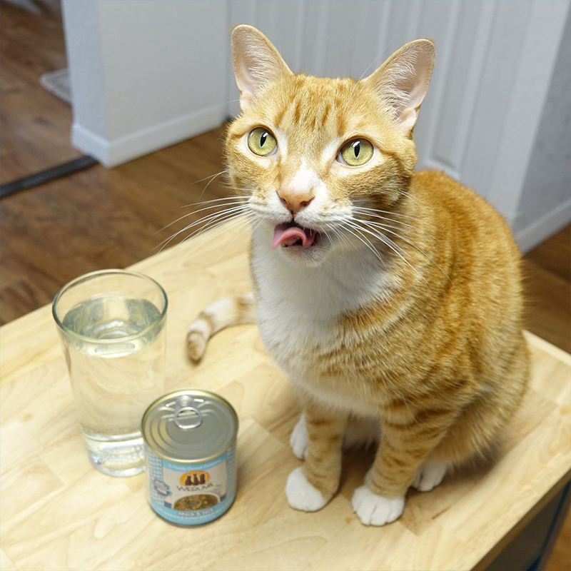 Marmalade sitting with a can of wet food and a bottle of water, Cole and Marmalade, beat the heat