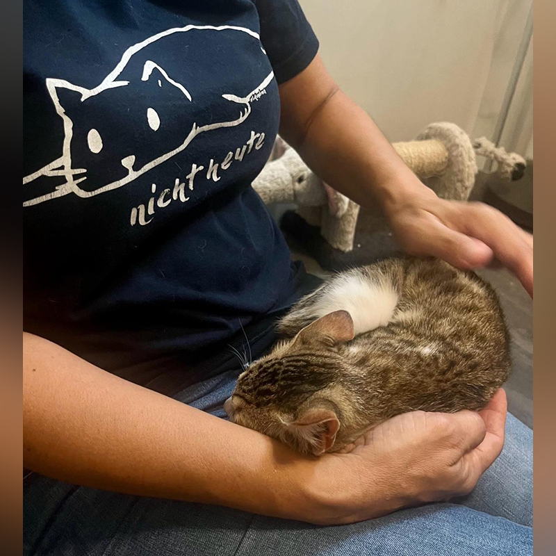 partially blind cat, Alyssa Kopp and her mother, Mary Gomes Kopp, Greek island of Crete, Rescuers, diemiezwohnung, cats.of.lefka.ori_, Chania, Aegean Airlines, Athens, CNN, search for missing cat, lap