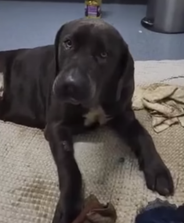 Mastiff after leg amputation