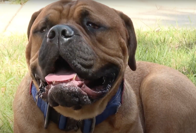 Mastiff service dog