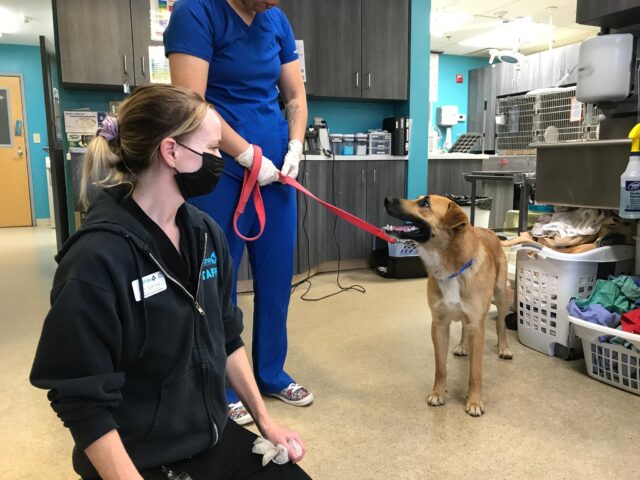 Meatball at humane society