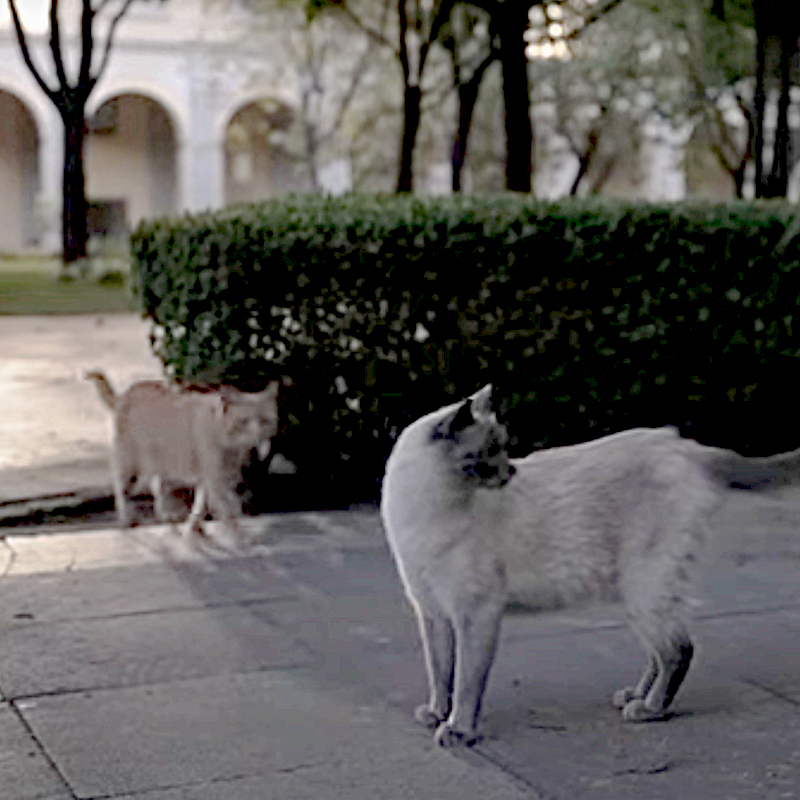 Mexico's National Palace cats, living fixed assets, President López Obrador, feral cats, Adriana Castillo Román, David Bowie, Nahuatl language, Mayan, Yuri Knorozo, 4