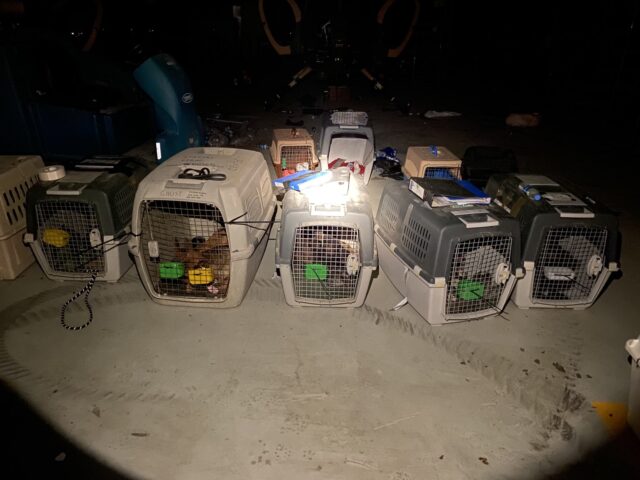 Military dogs in crates