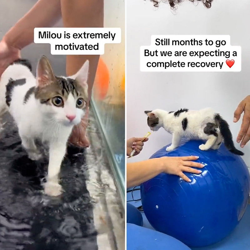 Sandra Mouawad, Paws Crossed Lebanon, pawscrossedleb, Milou the kitten recovered from hind leg paralysis, physiotherapy, ultrasound, electrical stimulation, hydrotherapy, animals in Lebanon, 1