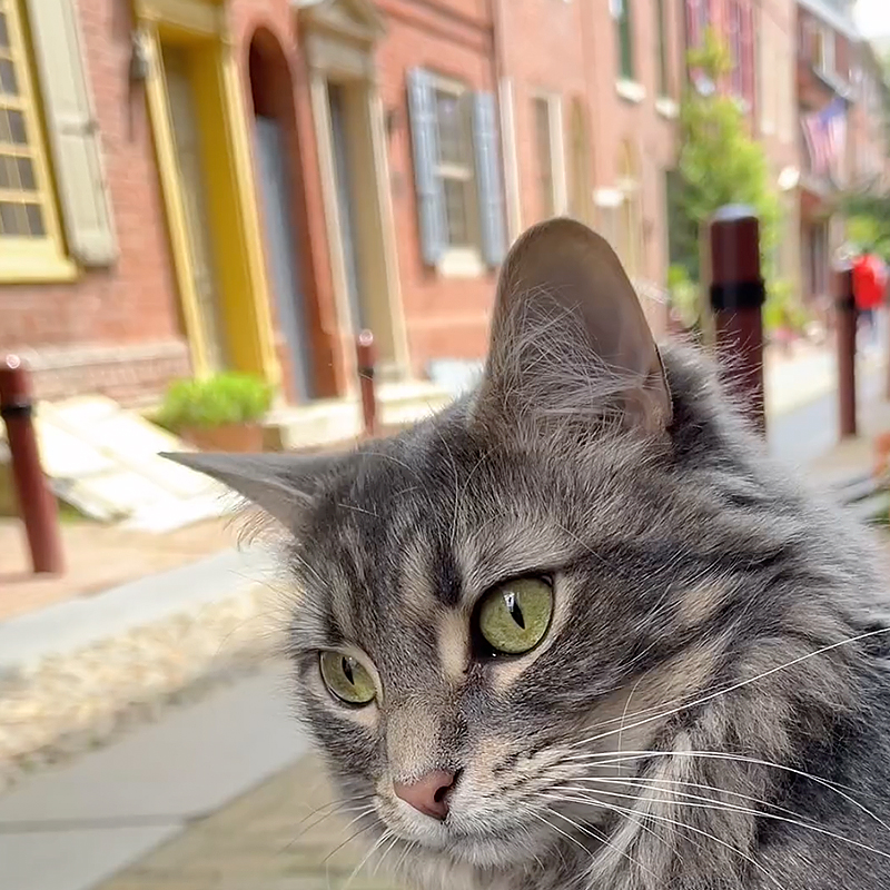 Efreth's Alley, Philadelphia, Miso the cat, Philadelphia, cobblestone, Bedford Minuteman Flag, cat greets visitors and tourists in Philly, Betsy Ross House, Liberty Bell, Miso outside on her harness, 2