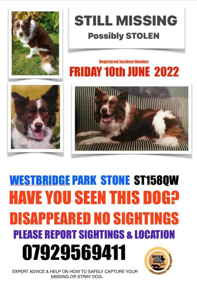 Missing Border Collie poster