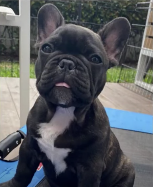 French Bulldog Puppy