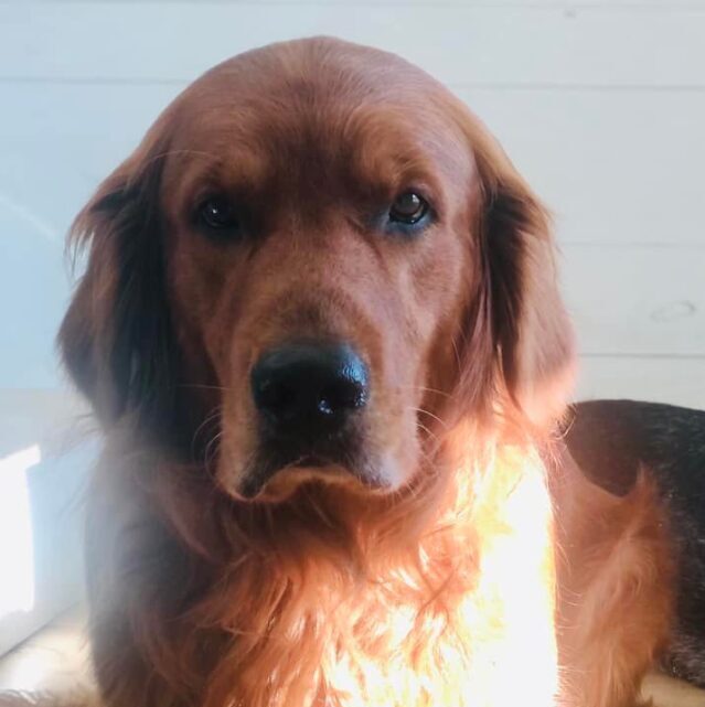 Missing Golden Retriever