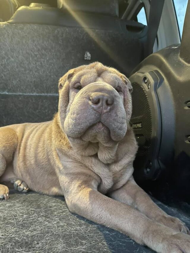 Missing Shar Pei