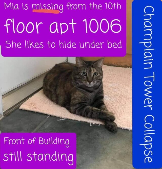 Missing cat tower collapse