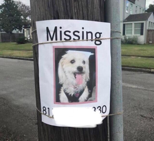 Missing dog poster