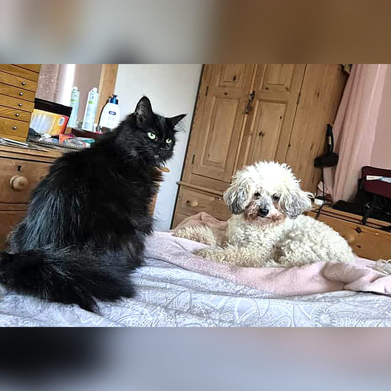 Mojo, Black cat, lost cat, Cats Protection Petersborough, Cambridgeshire, UK, Alison Woodrow, BBC, fostering kitten, Peterborough Telegraph, Mojo and Disco the dog