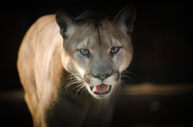 Mountain lion close-up