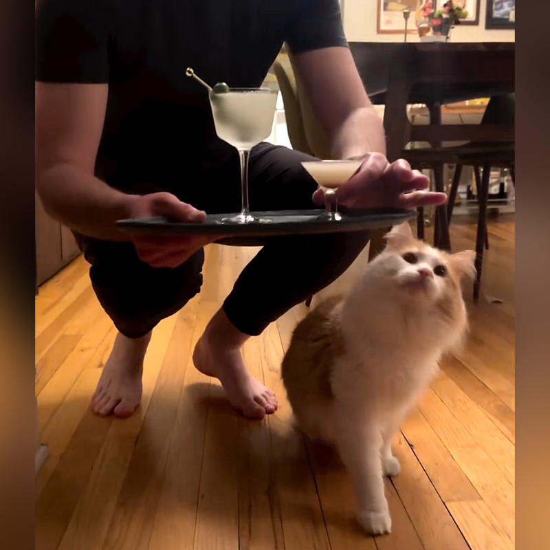 Cat Loves His Nighly Happy Hour with His Own Cat-Friendly Cocktails and Martinis, 1