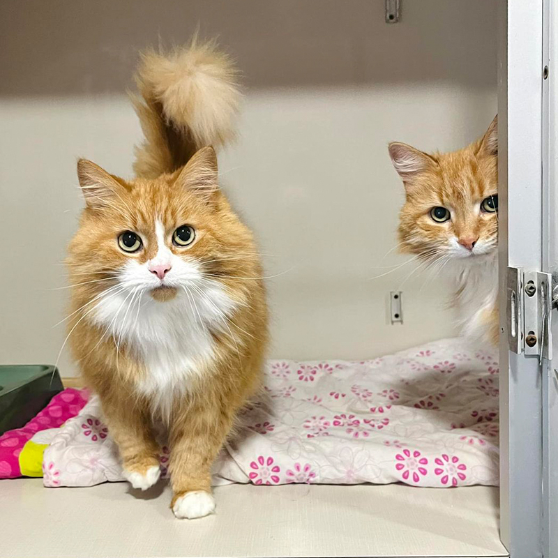 Exploits Valley SCPA, Labrador, Newfoundland, Canada, senior cats Mya and Hawkins, Golden Girls, adopting a senior cat to give them their golden years, Alicia Powell, rescue, adoptionshelter