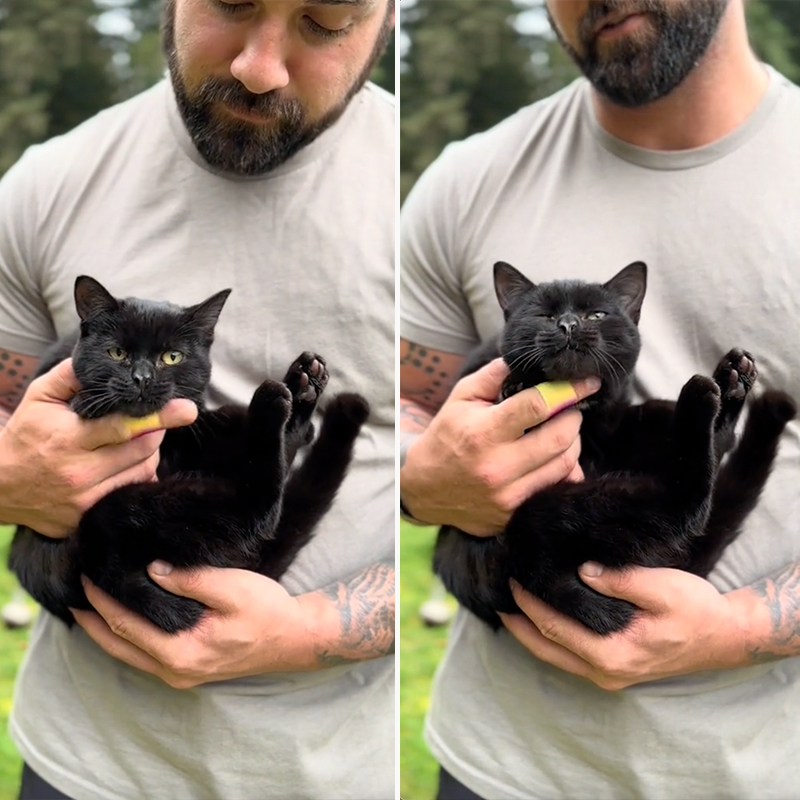 Highland Games athlete, Nathan L. Western Washington, Punkin the black cat, Riley the Yellow Labrador Retriever, cat interrupts Dad's workouts and training, weight toss, hammer toss, Backwoods Highlander, 1