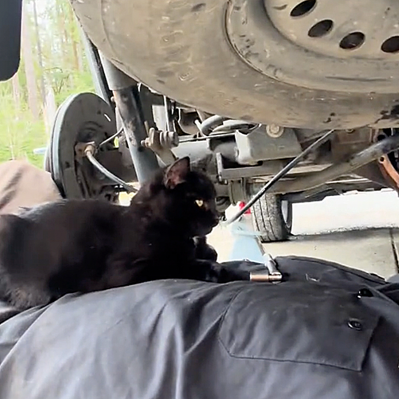 Nathan L. Western Washington, Punkin the black cat, Riley the Yellow Labrador Retriever, cat interrupts Dad's workouts and training, weight toss, hammer toss, Backwoods Highlander, cat sits on Dad while he fixes the car