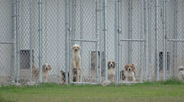 Neglected puppy mill dogs