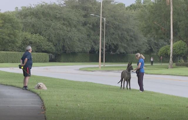 Neighbors walking dogs