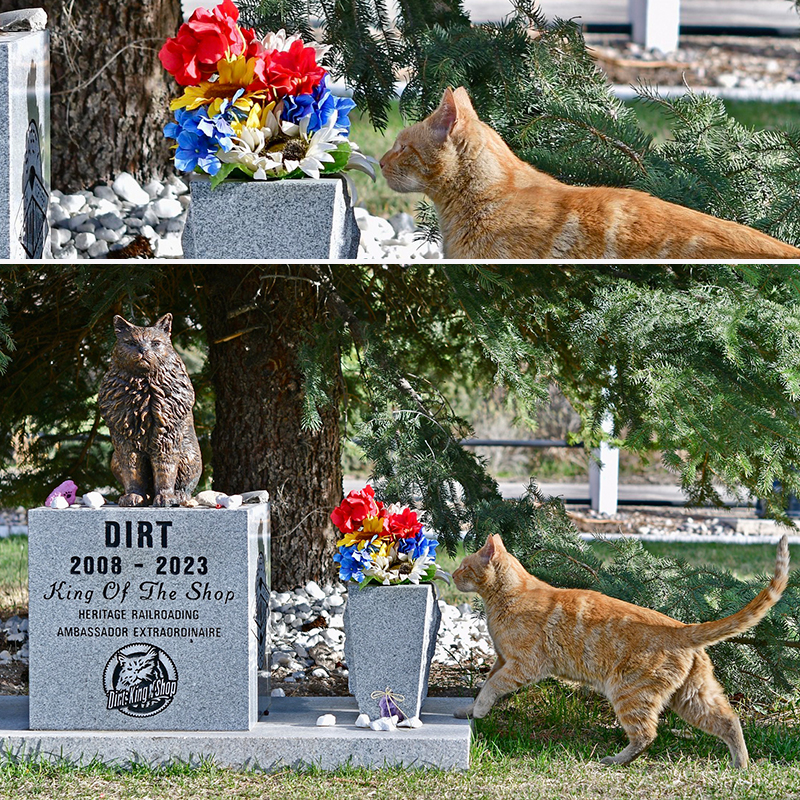 Dirt the cat, Nevada Nothern Railway, Boss Shop Cat Division, Dirt, DJ, R2D3, Kennecatt, Railroad, Caboose, Ely, shop cats, protégés, Museum, steam locomotives, Steve Crise, Bristlecone Animal Aid Rescue And Xpress (BAARX), DJ visits Dirt's grave