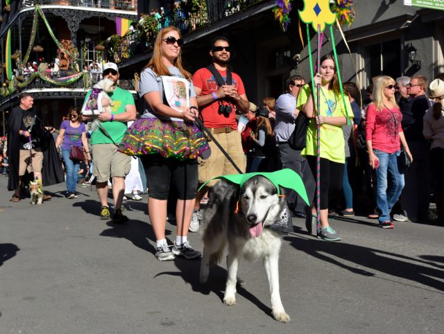 Dog Friendly New Orleans