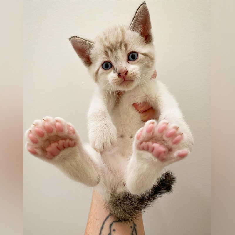 Newt the polydactyl kitten, Laura G, Manitoba, Canada